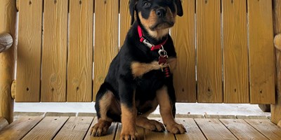 KOA Loves four-legged Campers