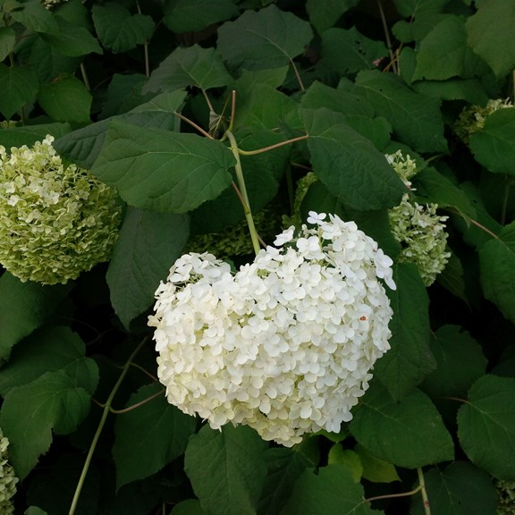 Snowball Hydrangea at Barrie KOA Campground
