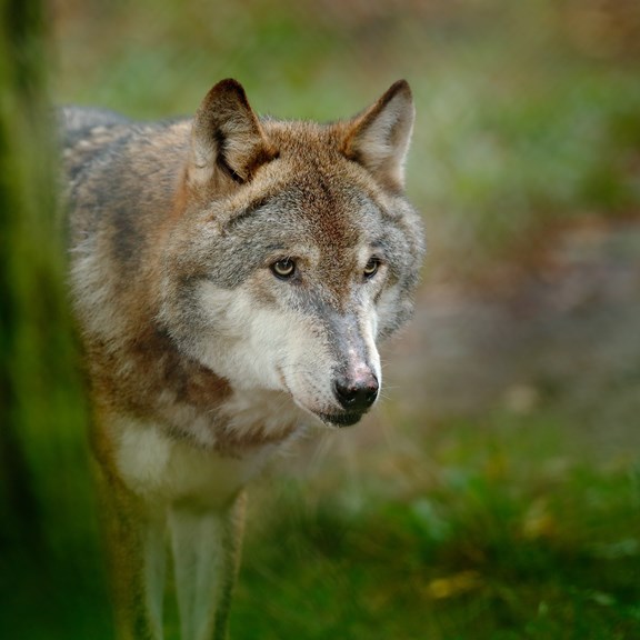 Wolf Creek Habitat