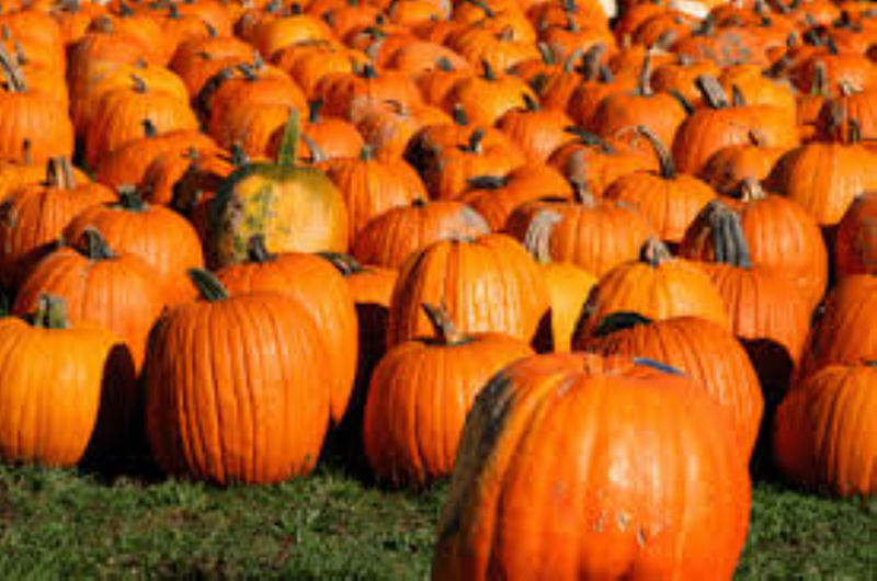 Annual Versailles Pumpkin show Photo