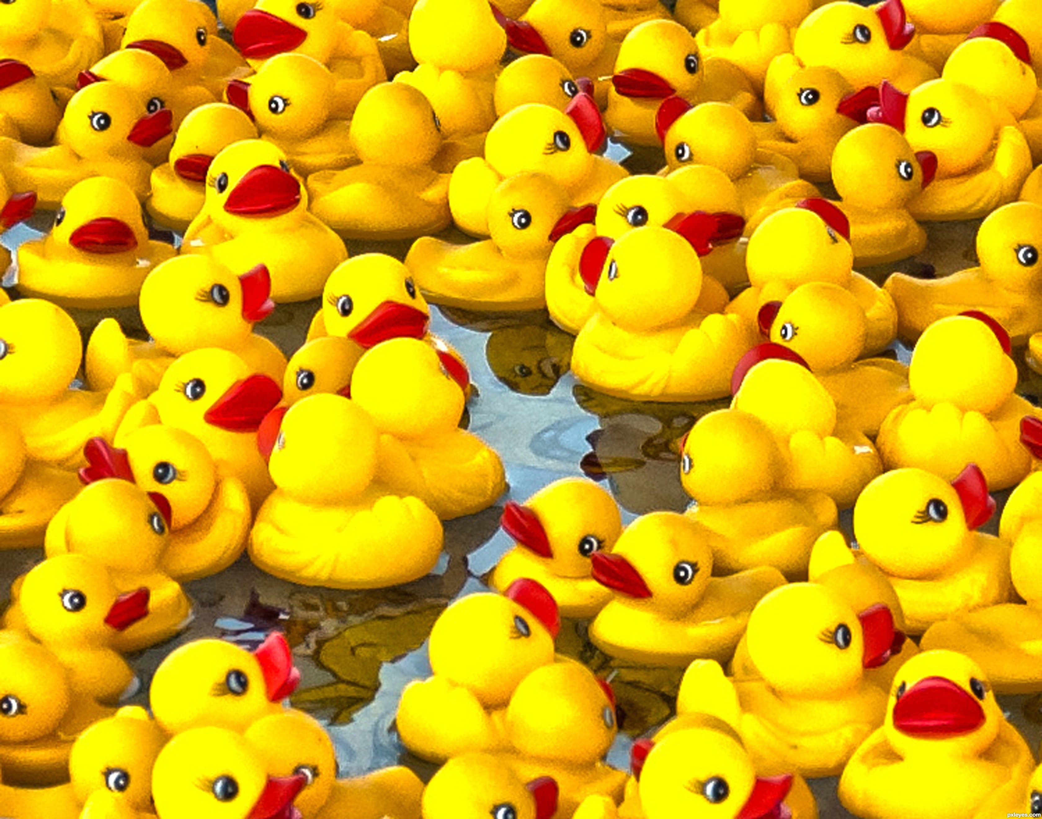 Duck Race Photo