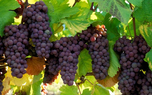 Wineries