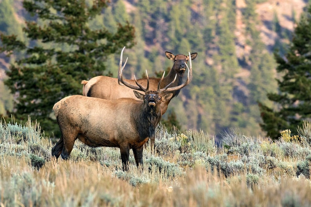 Roosevelt Elk of Willapa Bay