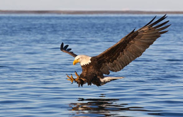 Bird Watching Near Bay Center Willapa Bay KOA Holiday