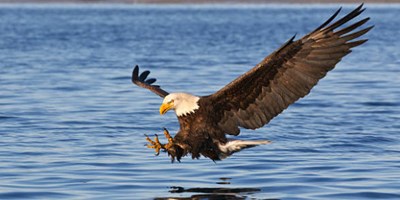 Bird Watching Near Bay Center Willapa Bay KOA Holiday