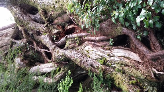 Old Growth Cedar Trees