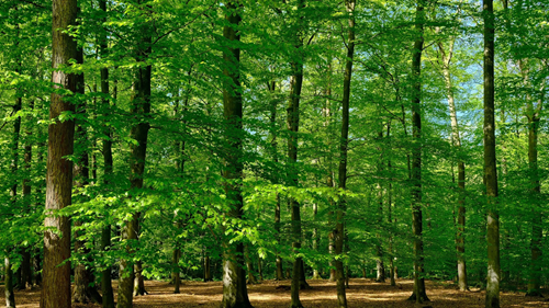 Huron-Manistee National Forests