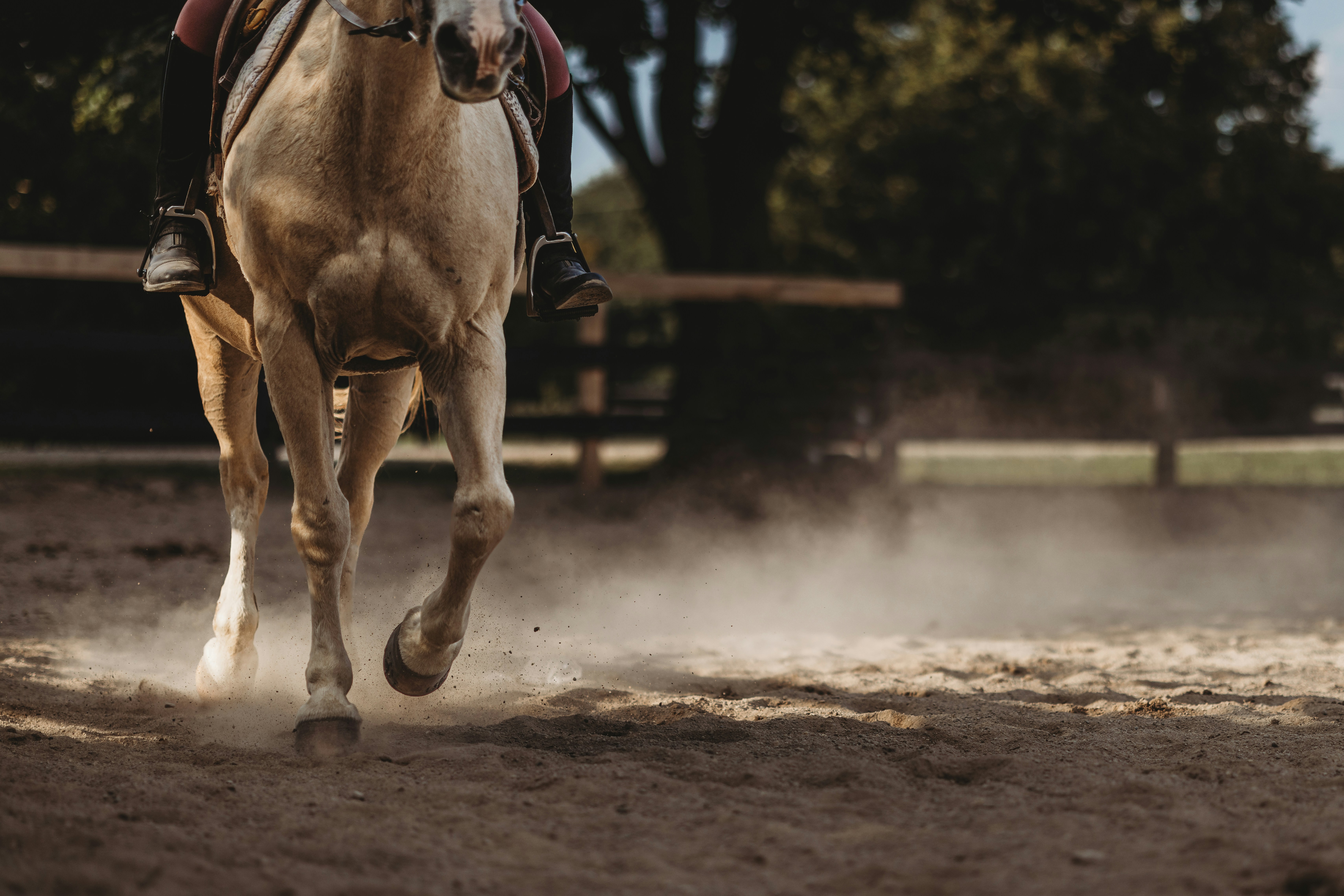 2026 Traverse City Horse Shows Photo