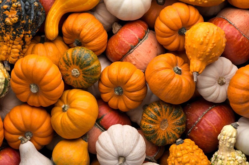 Frankfort Fall Festival Craft Fair Photo
