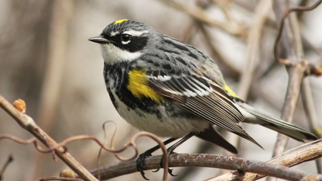 Birdwatching at Bear Lake: Discover Fall's Feathered Visitor