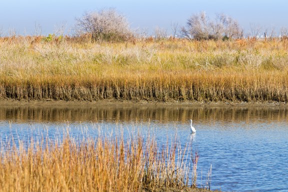 Bear River Migratory Bird Refuge