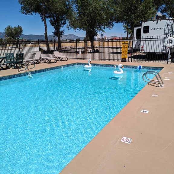 Come swim with our swan floats