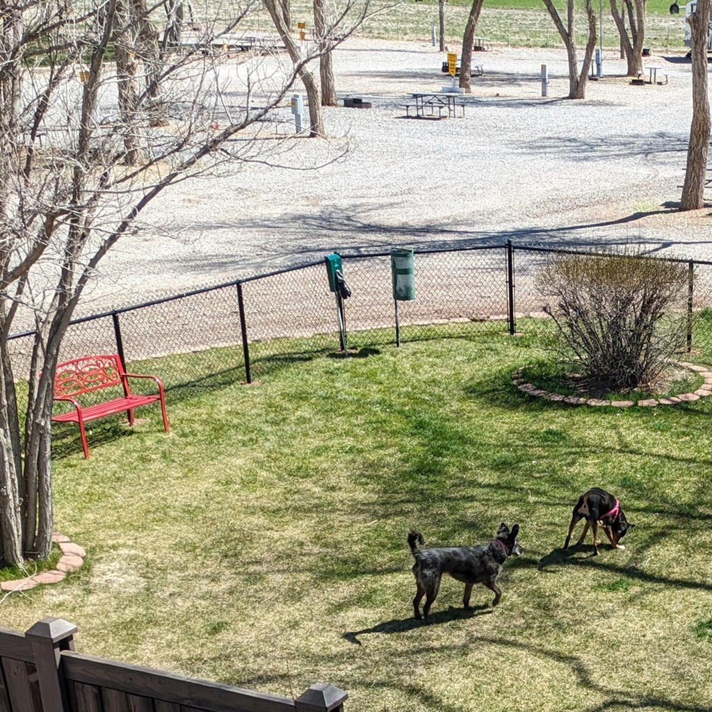 New Dog park opened in 2024