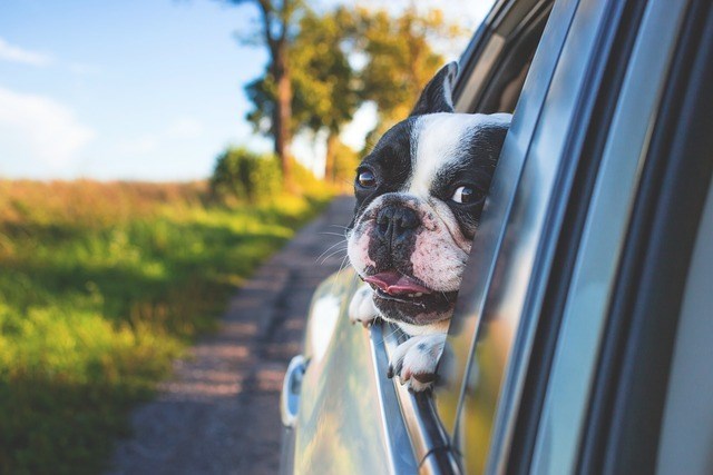 The Ultimate Guide to Camping with Dogs | Dog Camping Gear