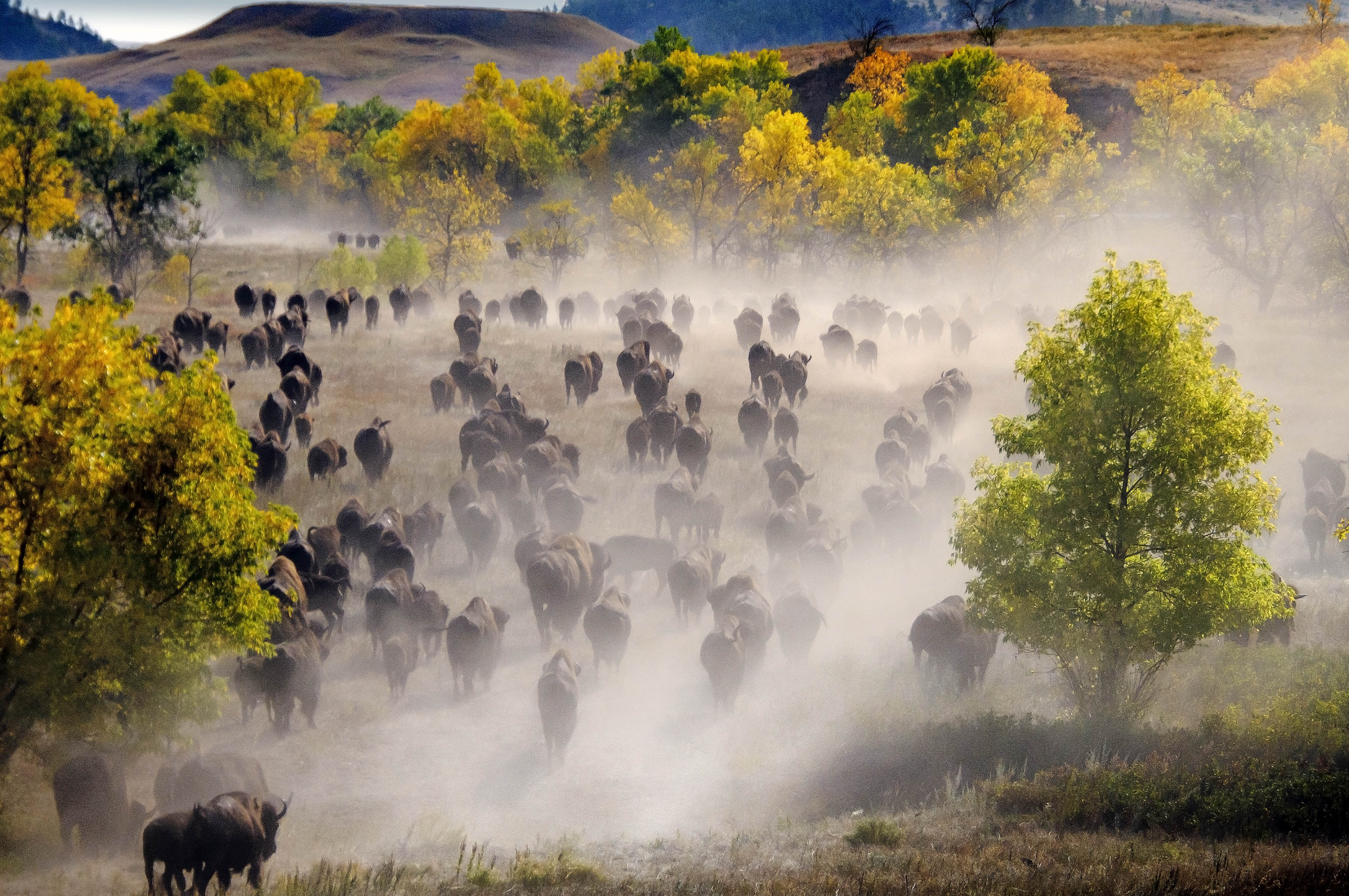 Buffalo Roundup & Arts Festival Photo