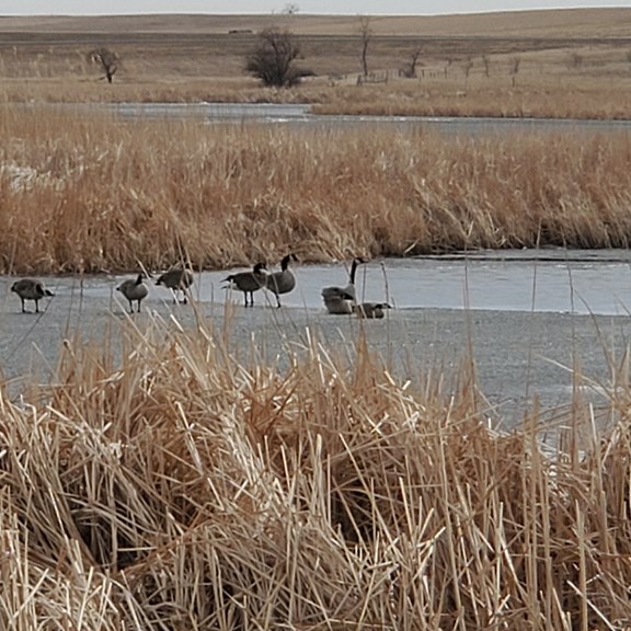 Frozen Lake & Canadian Geese
