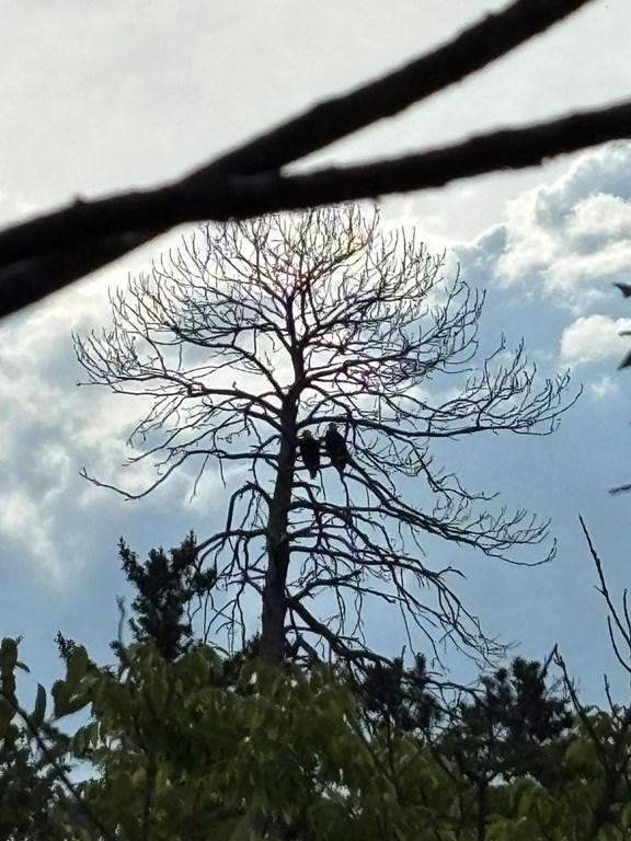 Birding near Bemidji MInnesota