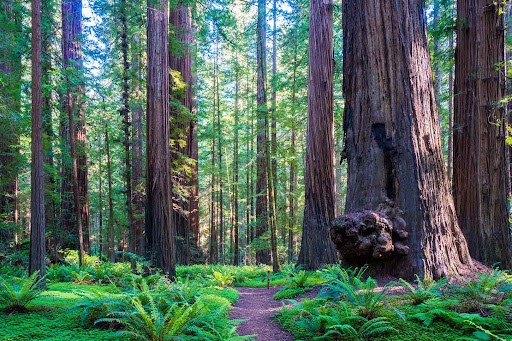 Founders Grove