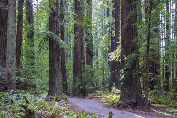 California Federation of Women's Clubs Grove