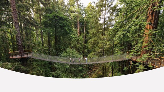 Redwood Sky Walk