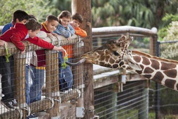 Reed Park Zoo