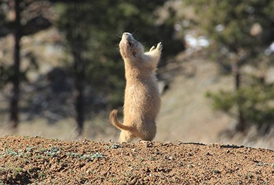 Prairie Dog Town State Park