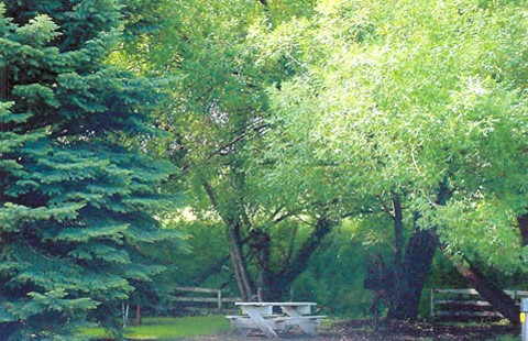 Fully shaded 30Amp water and electric RV site.