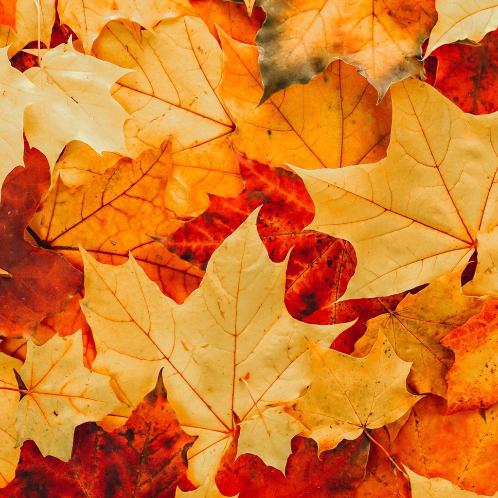 Fall Colors in Billings