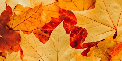Fall Colors in Billings