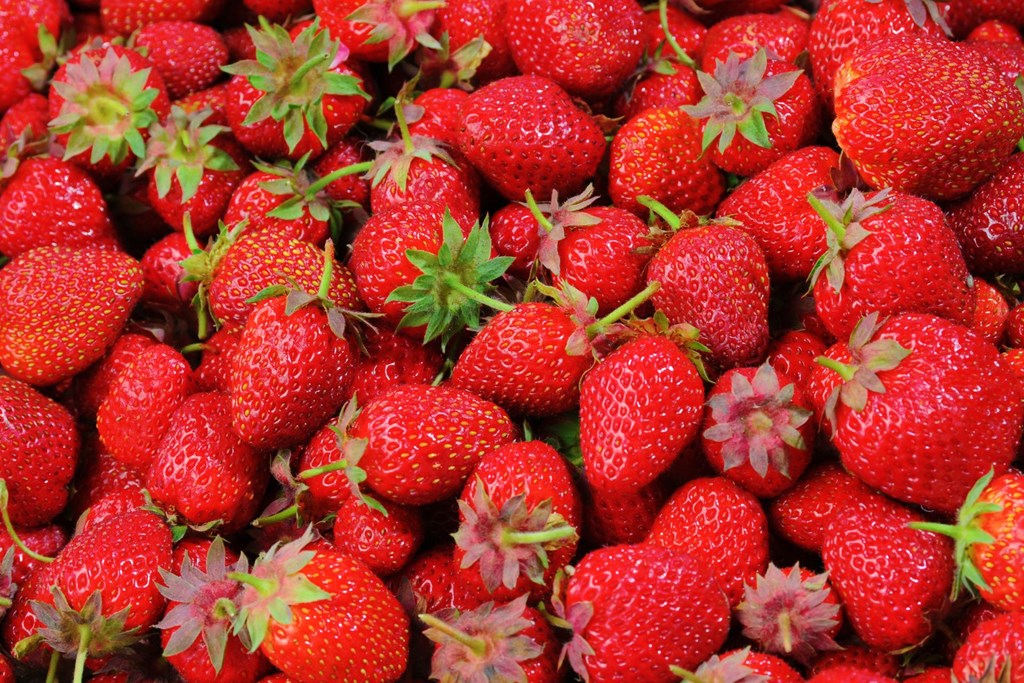 The Billings Strawberry Festival