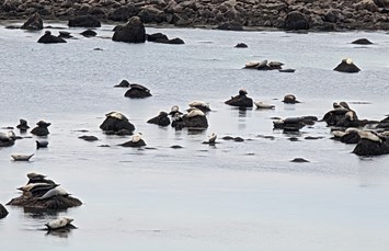 Boston / Cape Cod KOA Holiday Photo