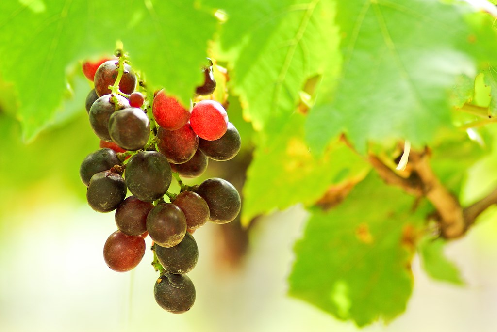 Best Breweries and Wineries Near Middleboro, MA