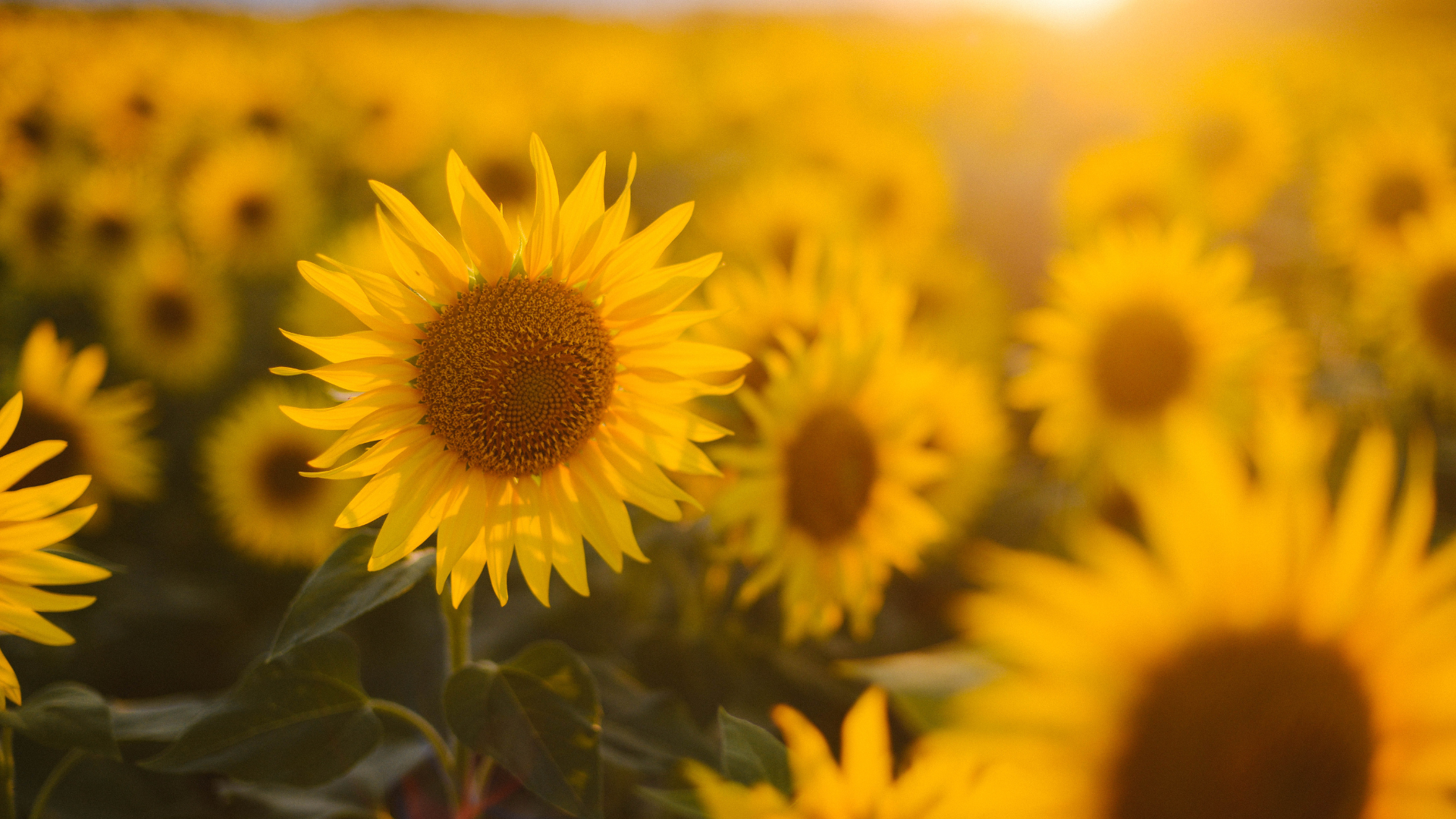 Summer Blooms Near the Boston / Cape Cod KOA Photo