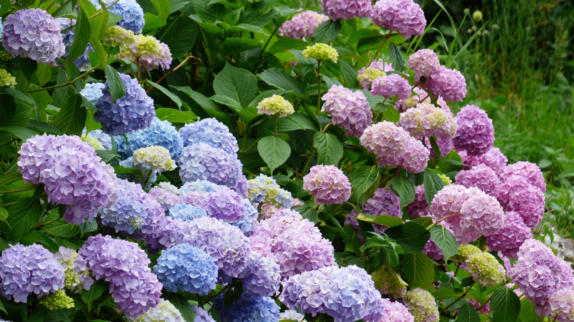 Cape Cod Hydrangea Festival Photo
