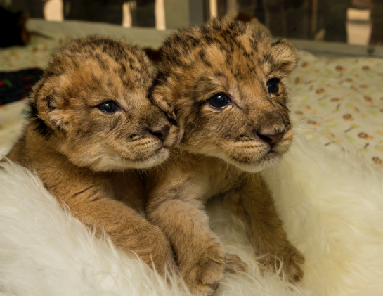 San Diego Zoo & Safari Park