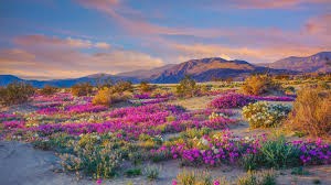 Things To Do Near Anza-Borrego State Park