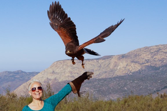 Sky Falconry
