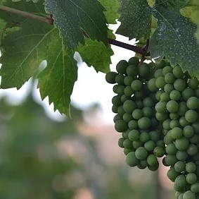 Deerhorn Valley Vineyards