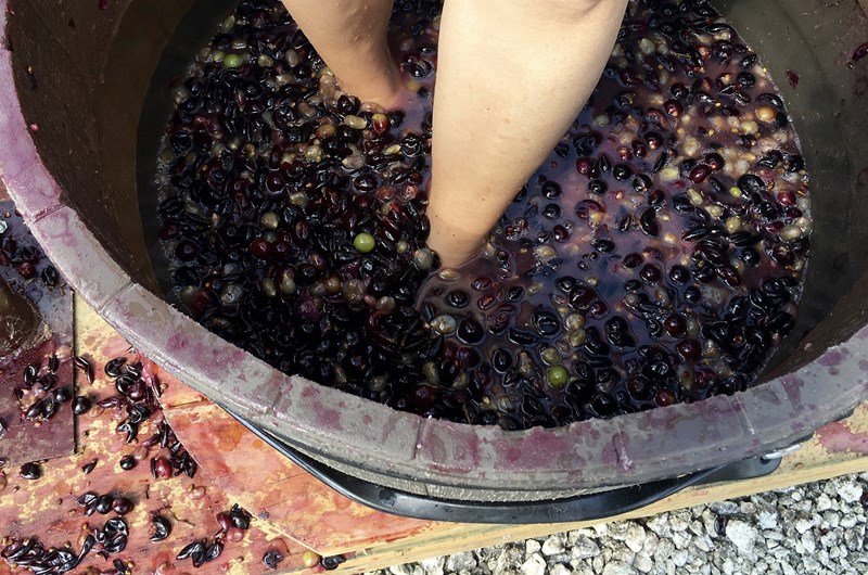 Julian Grape Stomp Festa - Annual Photo