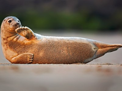 Closeup of a seal from the San Diego SEAL Tour laying on the beach and waving its flipper.