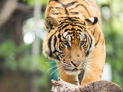 Large tiger inside of the San Diego Zoo kneels and looks graceful.
