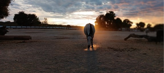 Horse at Sunset