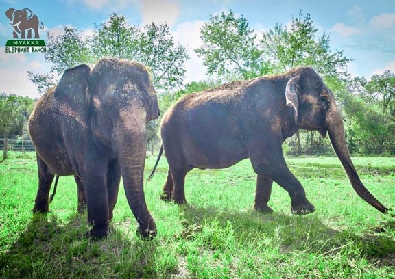 Myakka Elephant Ranch