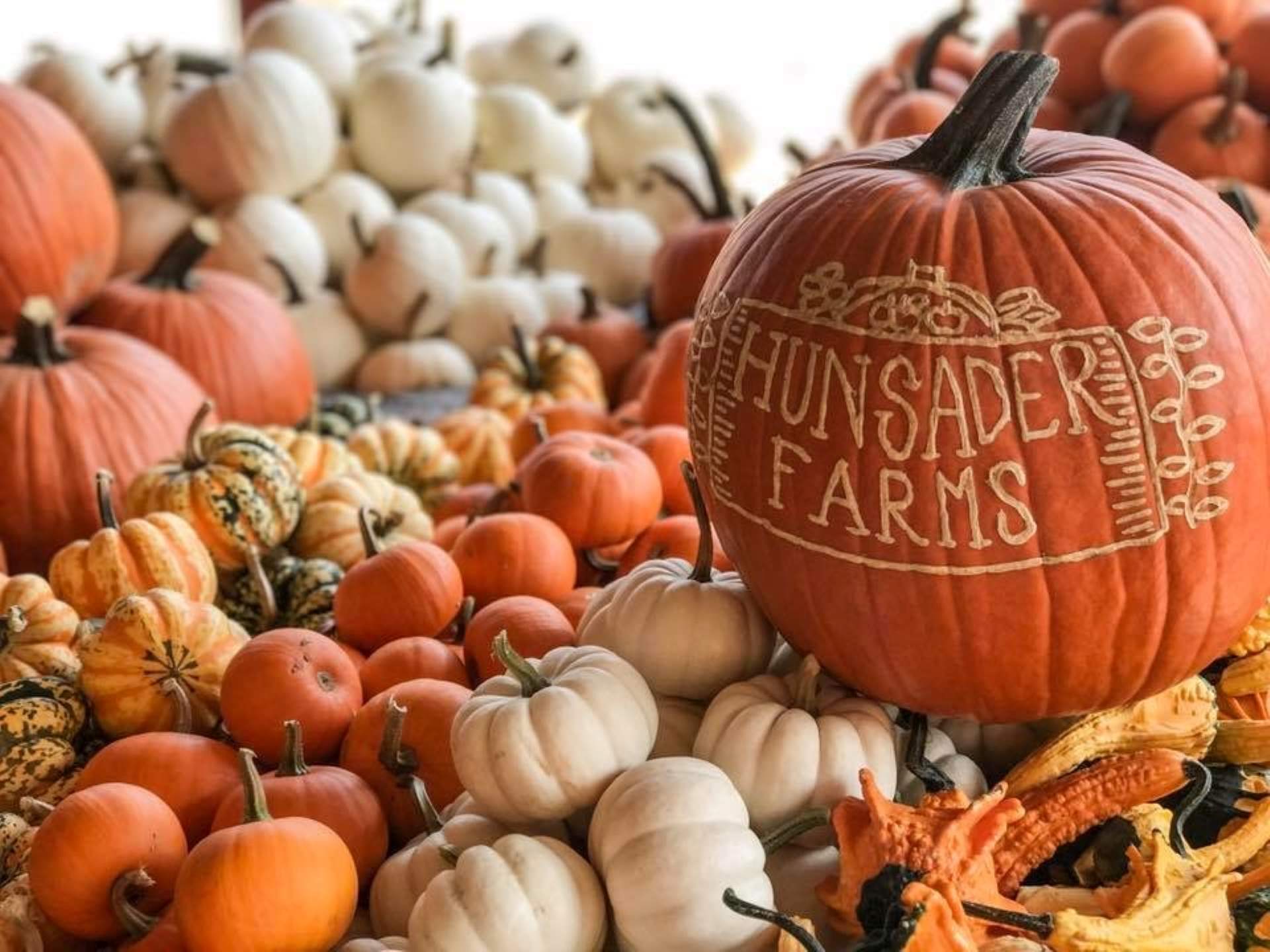 Pumpkin Festival 2026 Photo