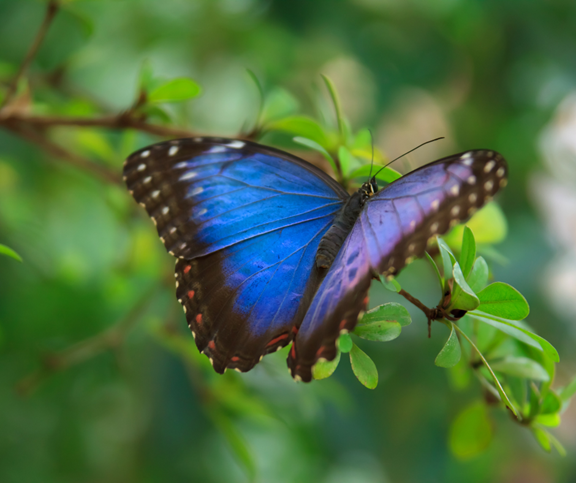 Magic Wings