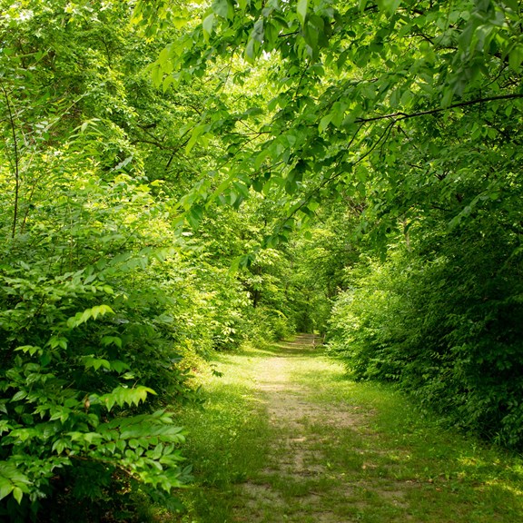 Nature Walk