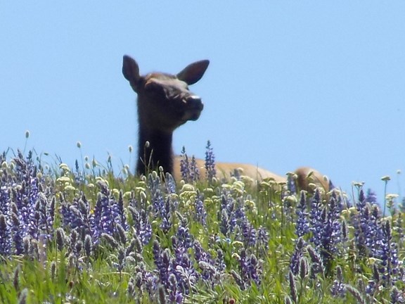 Wildlife viewing