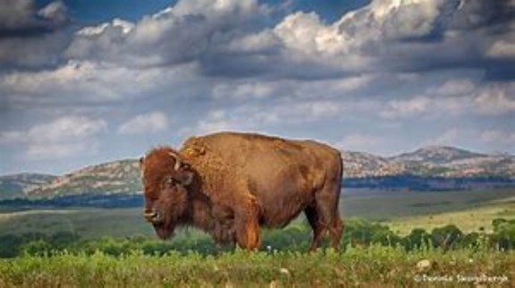 Wichita Mountains Wildlife Refuge