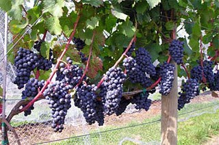 Wineries & Breweries