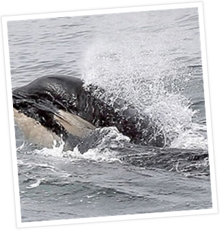 Whale Watching